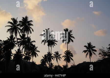 The Seychelles, La Digue, beach, palms, Grand' Anse, dusk, Stock Photo
