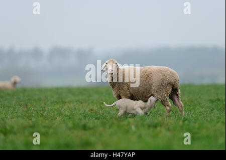 Domestic sheep, Ovis orientalis aries, mother animal with lamb, side view, standing, Stock Photo