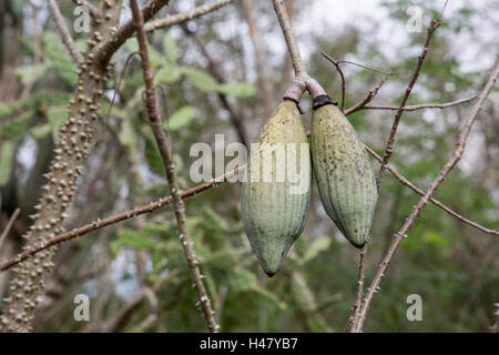 kapok tree (Ceiba pentandra) growing in forest showing seed pod, Mexico Stock Photo