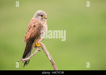 common kestrel (Falco tinnunculus) male perched on branch of tree, Bulgaria, Europe Stock Photo