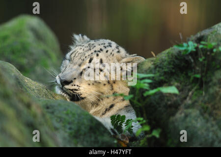 Snow leopard, Uncia uncia, young animal, portrait, side view, sleeping, Stock Photo