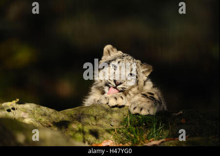 Snow leopard, Uncia uncia, young animal, front view, lying, licking, rock, Looking at camera, paw, Stock Photo