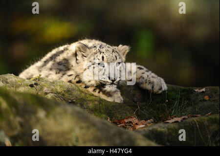 Snow leopard, Uncia uncia, young animal, portrait, Stock Photo