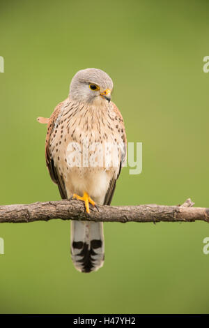 common kestrel (Falco tinnunculus) male perched on branch of tree, Bulgaria, Europe Stock Photo