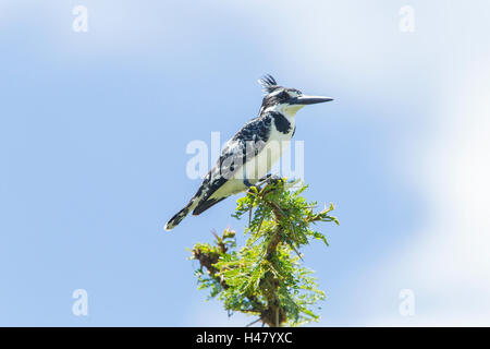pied kingfisher (Ceryle rudis) adult perched on tree over water, Kenya, East Africa Stock Photo