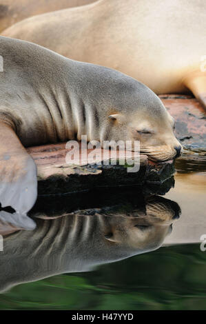 Californian sea lion, Zalophus californianus, rocks, shores, lie, sleep, Stock Photo