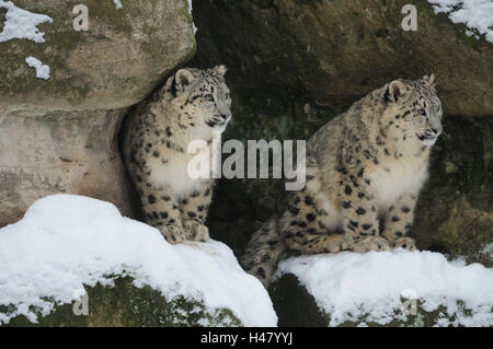 Snow leopards, Uncia uncia, rocks, sit, snow, Stock Photo