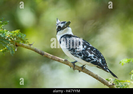 pied kingfisher (Ceryle rudis) adult perched on tree over water, Kenya, East Africa Stock Photo