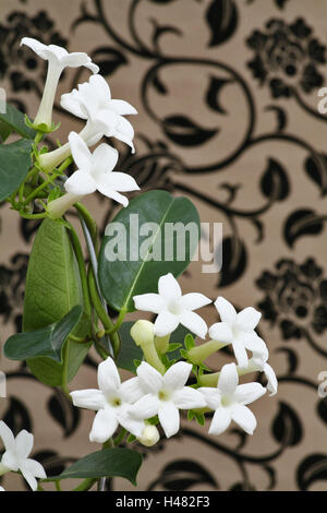 Madagascar jasmine or waxflower, blossoms, indoor plant, climbing plant, Stock Photo