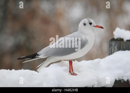 Black-headed gull in winter, Stock Photo