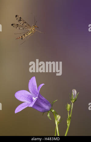 Common scorpion fly, Panorpa communis, in flight, Stock Photo