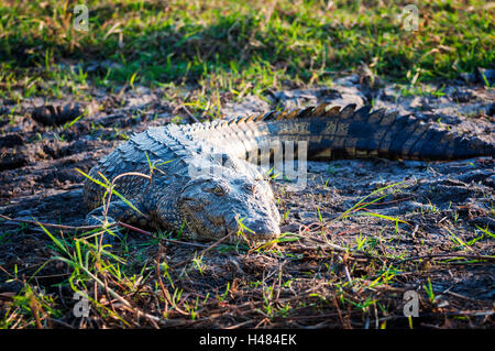 Nile crocodile in the banks of the Chobe river, Chobe National Park, in Botswana, Africa; Stock Photo