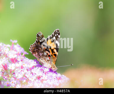 Painted Lady Butterfly (Vanessa cardui) on the blossoms of a buddleia Stock Photo