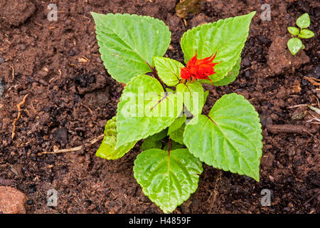 Salvia seedling with red flower in rich loam soil in outdoor garden setting Stock Photo