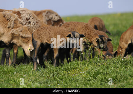 Cameroon sheep, lambs, domestic sheep, Ovis orientalis aries, Stock Photo