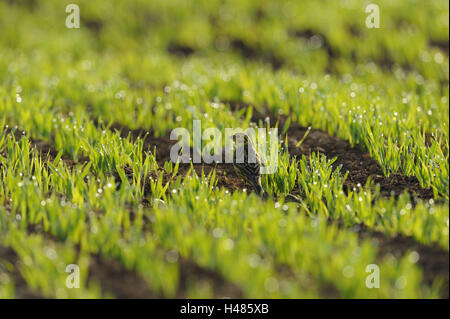 Yellowhammer, Emberiza citrinella, grain field, grain, young plants, wet, backlight, Stock Photo