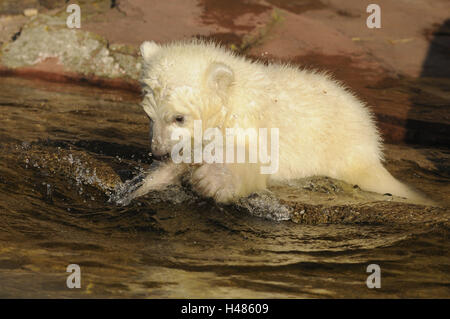Polar bear, Ursus maritimus, young animal, water, playing, Stock Photo