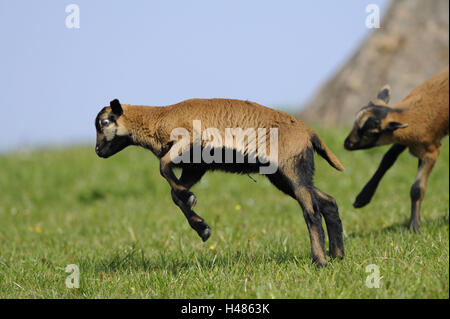 Cameroon sheep, domestic sheep, Ovis orientalis aries, lamb, jumping, Stock Photo
