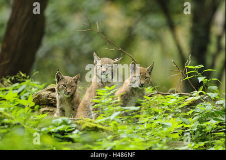 Eurasian lynxes, Lynx lynx, young animals, sitting, head-on, looking at camera, Stock Photo