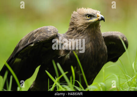 Lesser spotted eagle, Aquila pomarina, Stock Photo