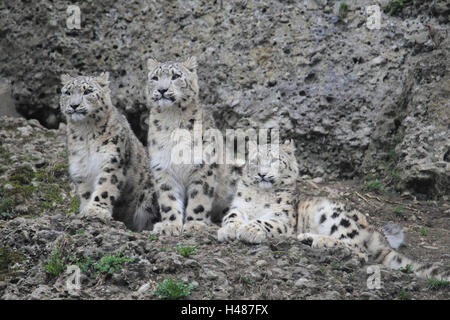 Snow leopards, sit, Stock Photo