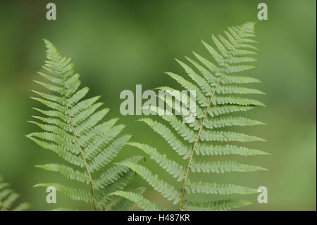 Real worm fern, Dryopteris filix-mas, Stock Photo