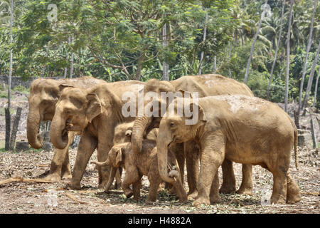 Sri Lanka, Pinnawalla, elephant's focuses, Stock Photo