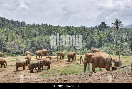 Sri Lanka, Pinnawalla, elephant's focuses, Stock Photo