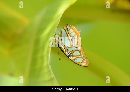 Malachite butterfly, Siproeta stelenes, Stock Photo