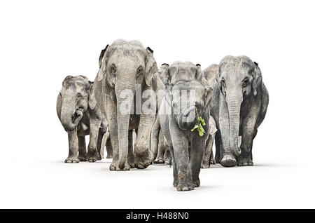 Elephants, herd, young elephant go first, waving with a branch, cut out, Stock Photo