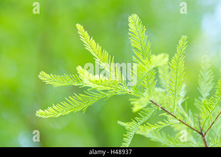 Bald cypress, Taxodium distichum, branch, Stock Photo