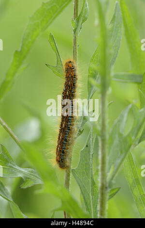 Caterpillar, small tortoiseshell, Aglais urticae, Nymphalis urticae, side view, Stock Photo