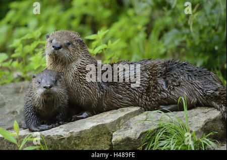 North American river otters, Lontra canadensis, mother animal, young animal, looking at camera,