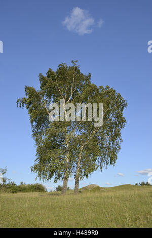 Silver birches, Betula pendula, trees, Stock Photo