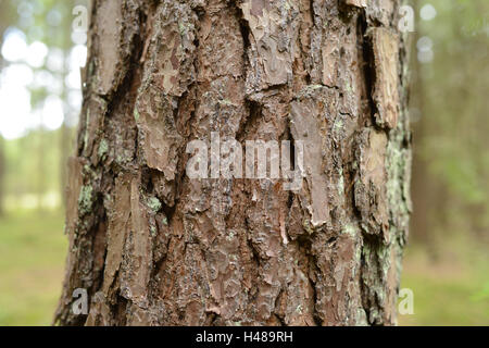 Scots pine, Pinus sylvestris, trunk, detail, Stock Photo