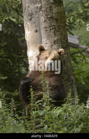 Brown bear, standing, trunk, backs scratch, Stock Photo