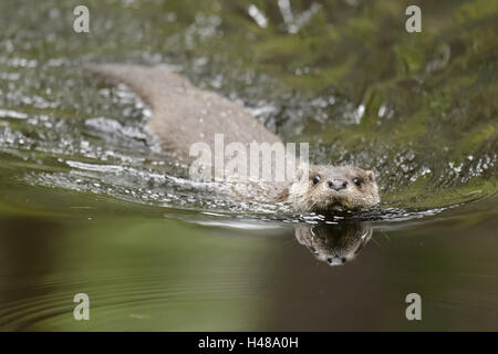 Otter in the water, Stock Photo