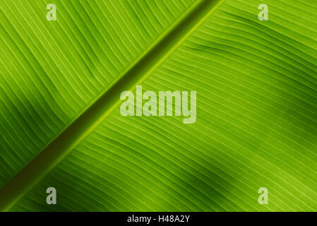 Underside of a banana leaf backlit by the sun Stock Photo