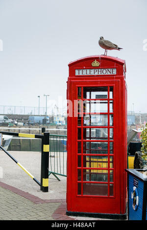 Brixham, Devon, England, UK - 7 September 2016: A seagull stands on top of a classic red telephone box in Brixham. Stock Photo