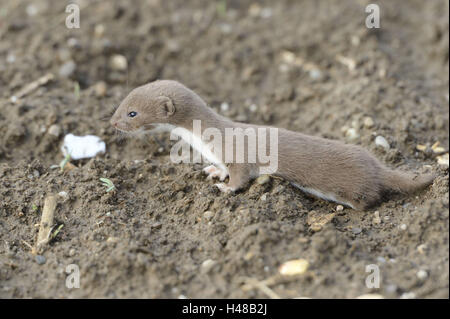 Least weasel, Mustela nivalis, young animal, field, side view, standing, Stock Photo