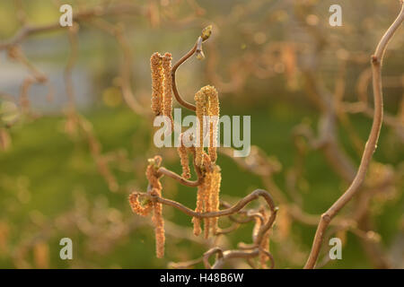 Corkscrew hazel, Corylus avellana 'Contorta', blossom, Stock Photo