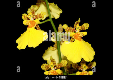 Orchid blossom, Oncidium Hybrid, Stock Photo