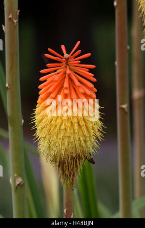 Lily, blossom, medium close-up, lily plant, overcast admiral, semen