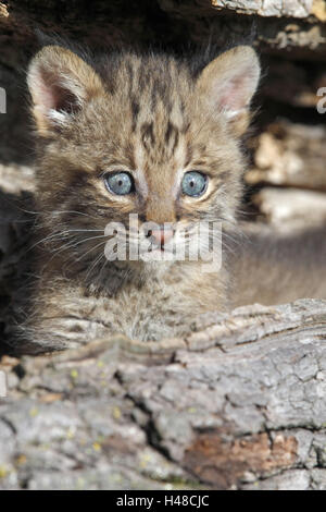 Red lynx, Lynx rufus, young animal, trunk, Minnesota, the USA, Stock Photo