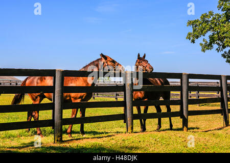 Horses enjoying the summer at farms around Versailles nr Lexington, KY, the State known as the 'Horse Capital of the World Stock Photo