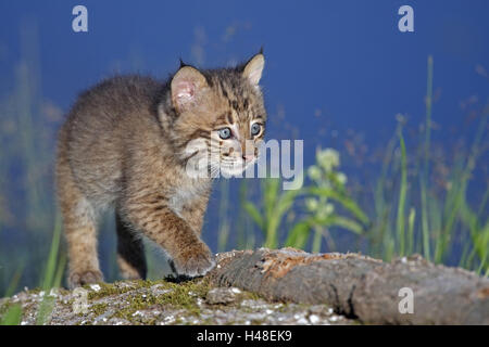 Red lynx, Lynx rufus, young animal, Minnesota, the USA, Stock Photo