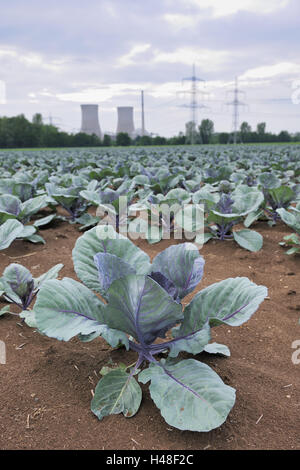 Germany, Lower Franconia, nuclear power plant Grafenrheinfeld (town), cabbage field, Stock Photo