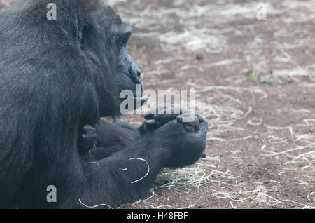 Gorillas, mother animal, young animal, hand hold, medium close-up, detail, Stock Photo