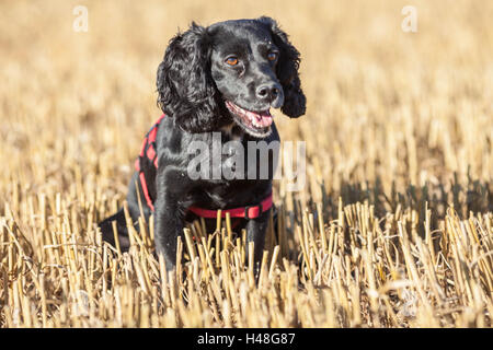Black Cocker Spaniel Stock Photo