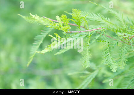 Bald cypress, Taxodium distichum, branch, Stock Photo